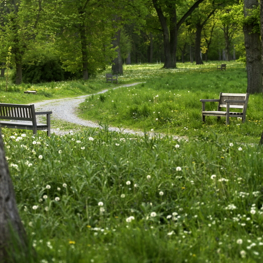 Picknick Wiese