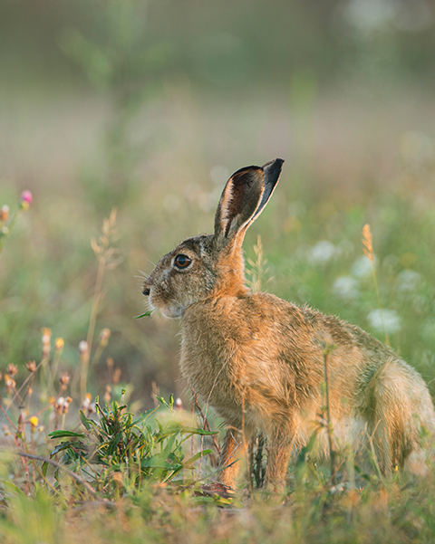 Feldhase, Hase Feldhase, Hase