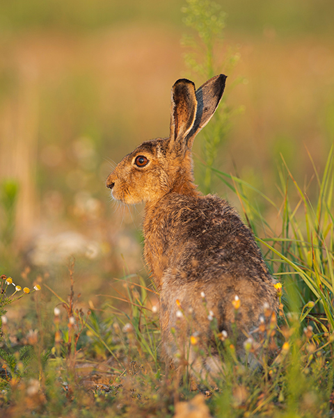 Feldhase, Hase Feldhase, Hase