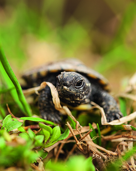 Turtle1 Turtle1