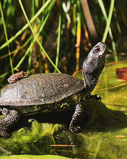 Turtle2 Turtle2