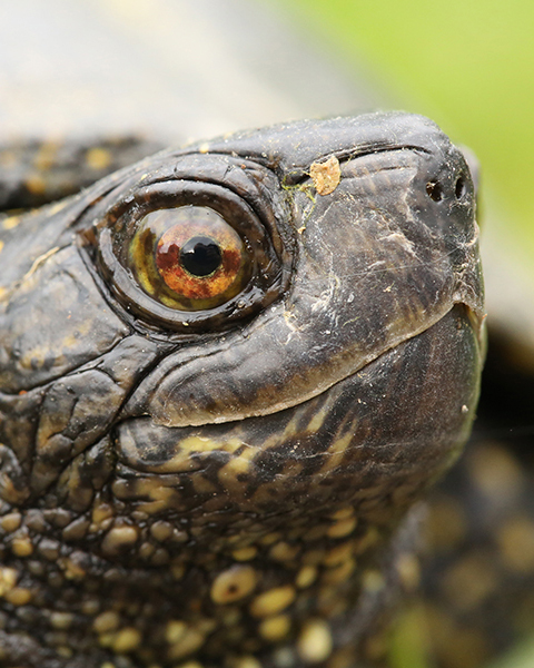 Turtle3 Turtle3