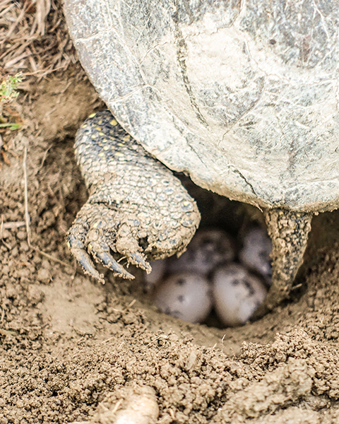 Turtle5 Turtle5